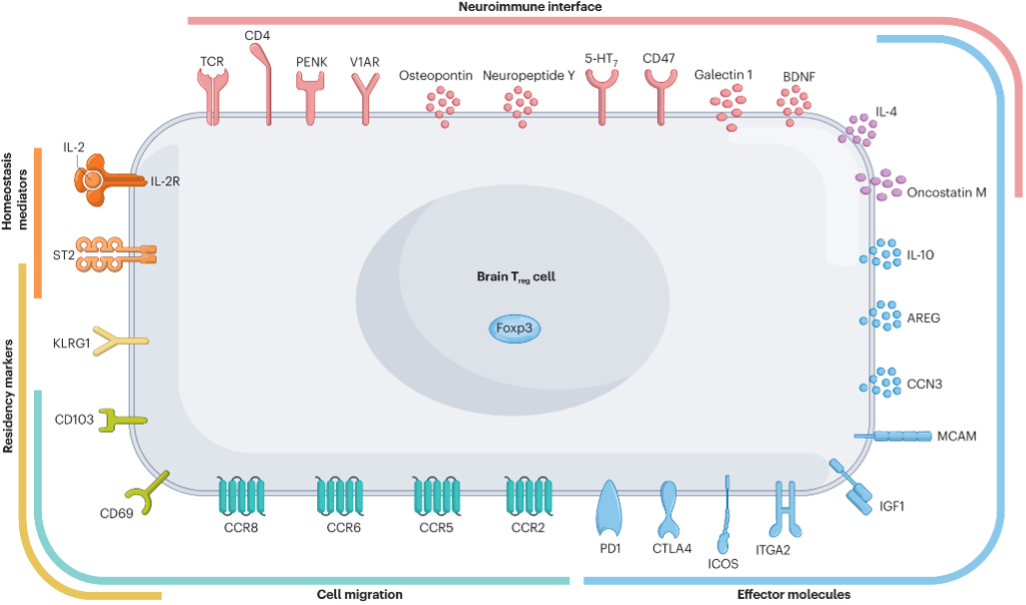 Brain regulatory T cells - The Fitzgerald Lab